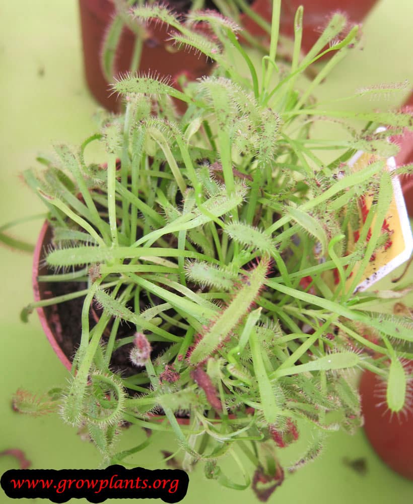 Drosera Capensis How To Grow Plants