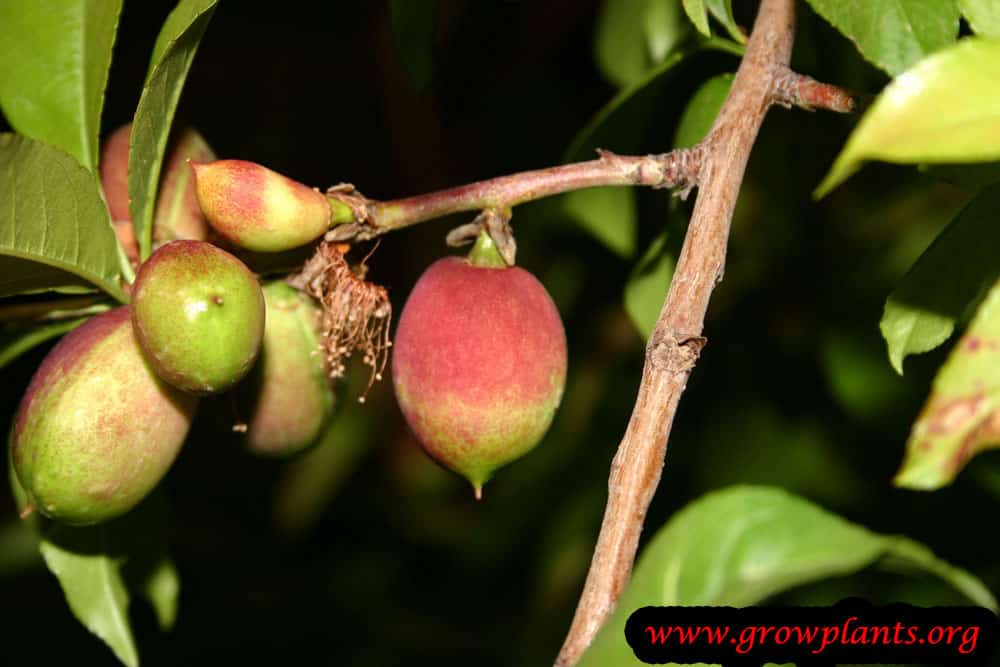 Do Nectarines Grow In Florida at Richard Cooper blog