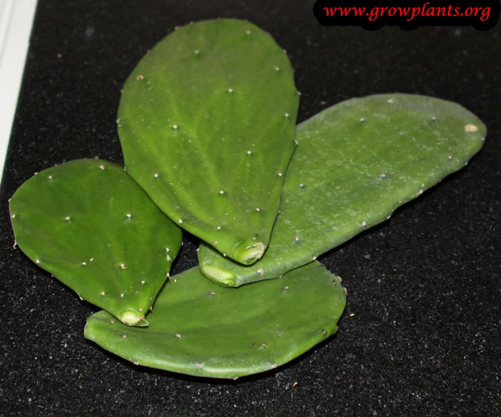 Nopal How To Grow And Care