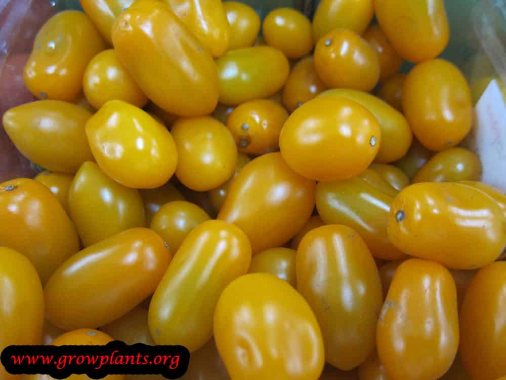 Orange tomato - How to grow & care