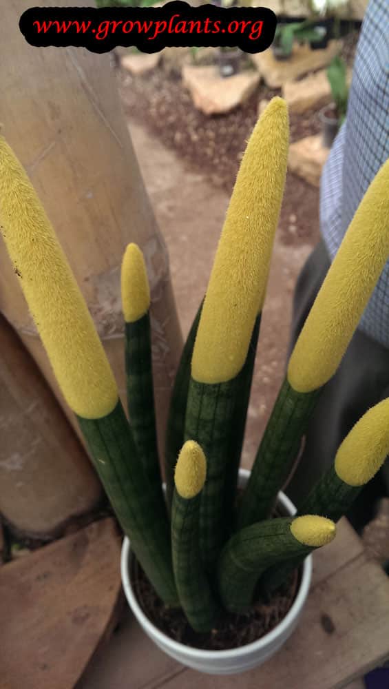 Sansevieria Cylindrica How To Grow And Care 