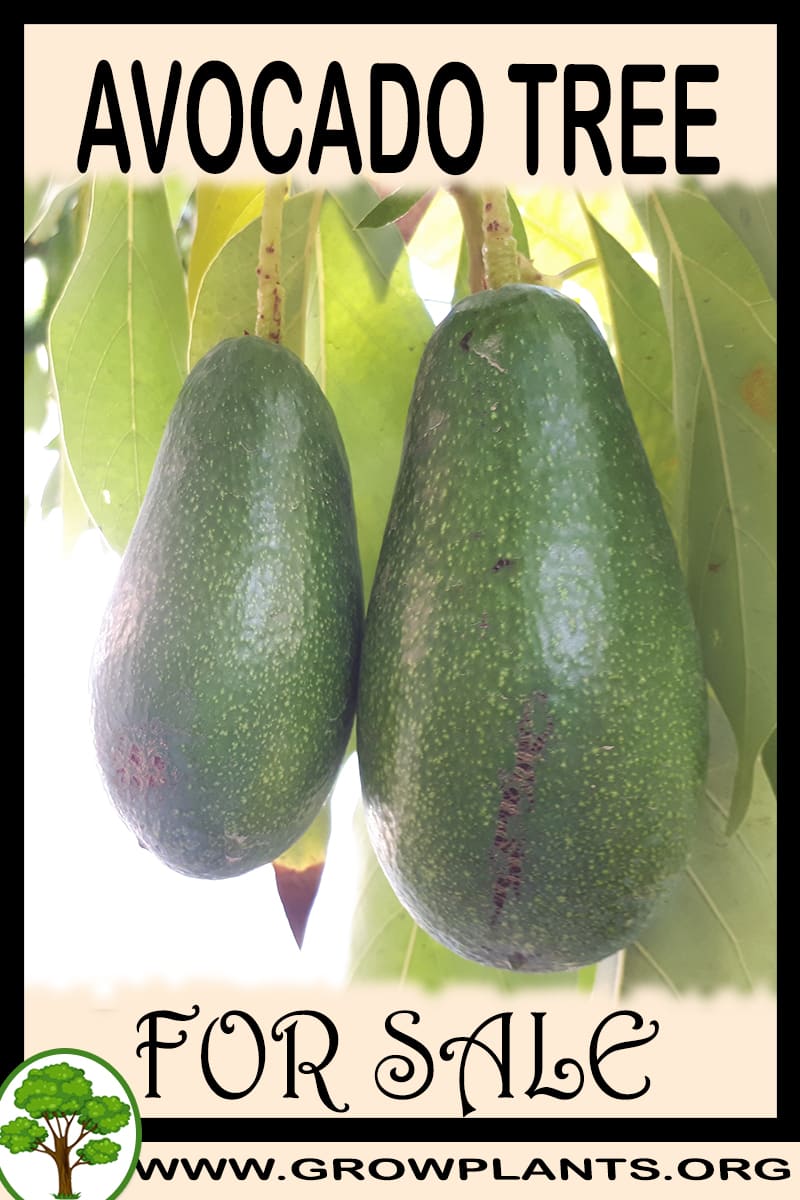 Avocado Tree For Sale Grow Plants