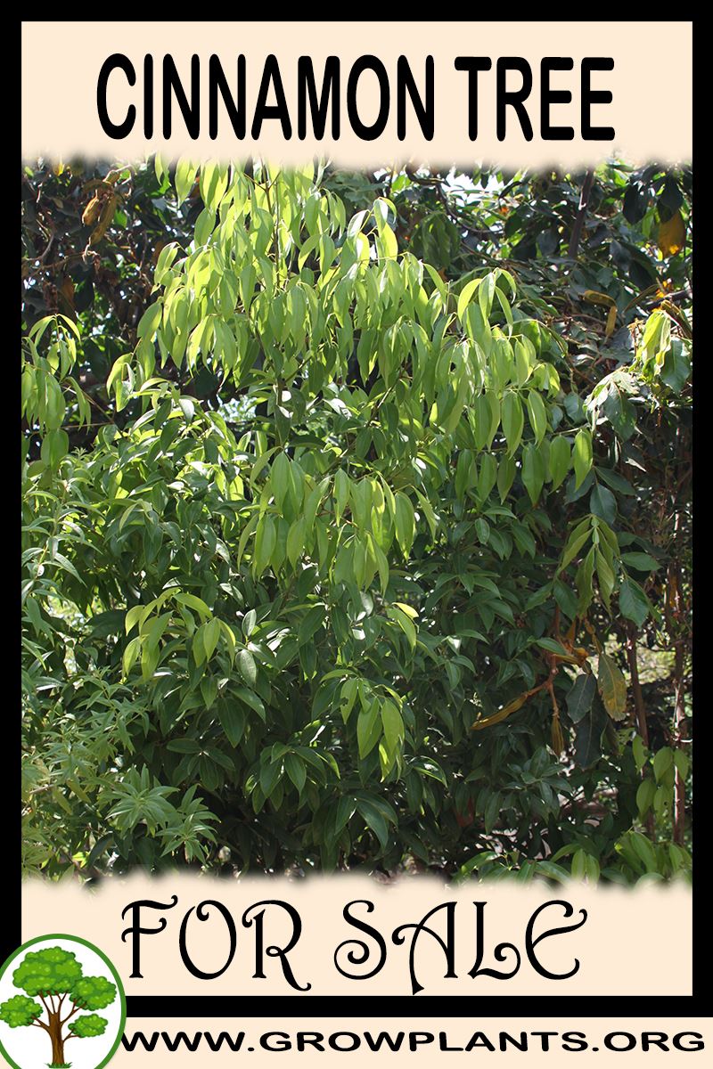 Cinnamon tree for sale Grow plants