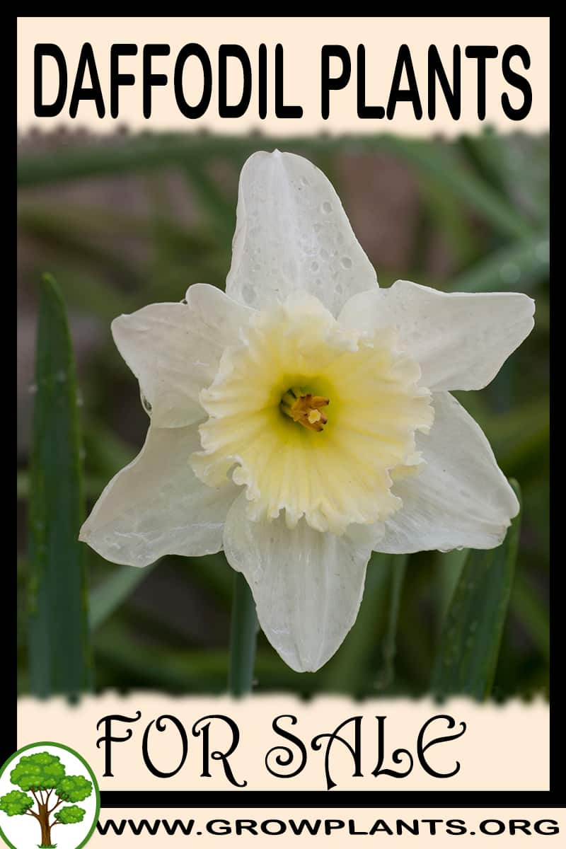 Daffodil plants for sale Grow plants