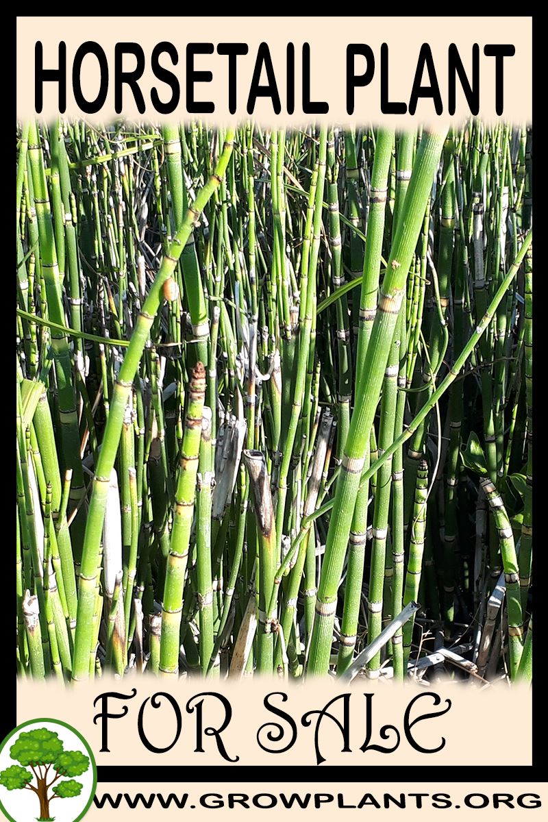 Horsetail plant for sale - Grow plants