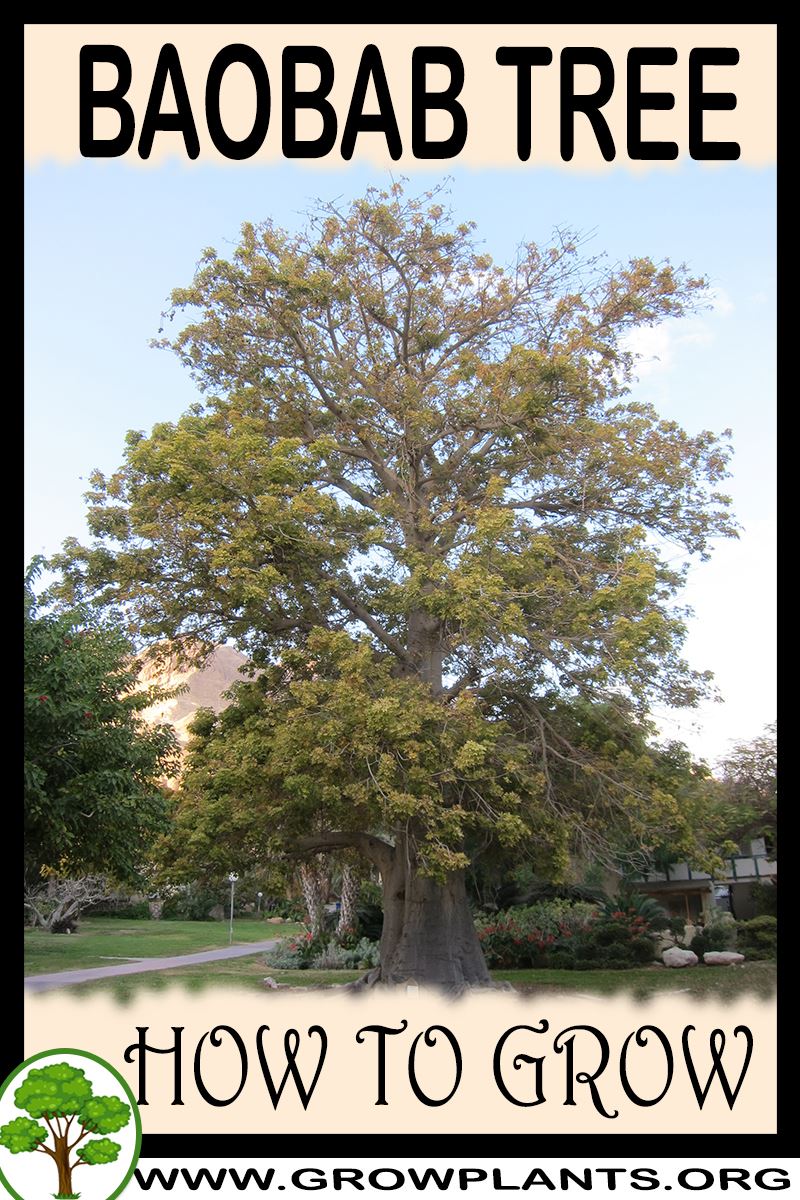 Baobab Tree - How To Grow & Care