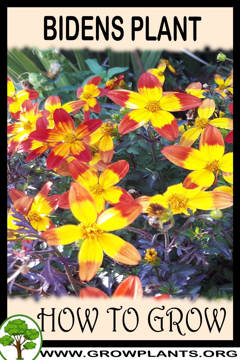 Bidens - How To Grow & Care