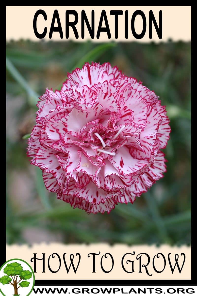 Carnation How to grow & care