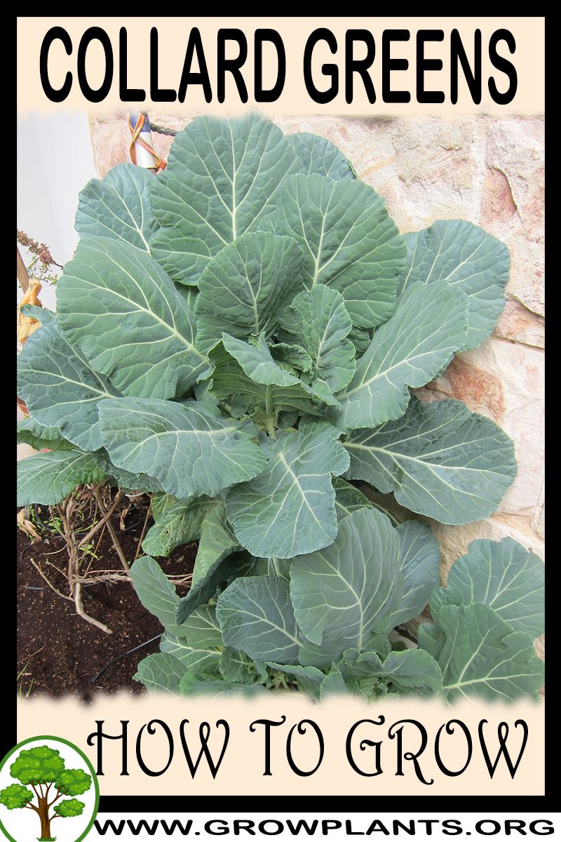 collard-greens-how-to-grow-care