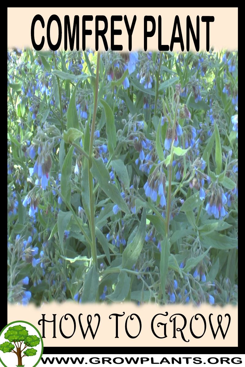 Comfrey - How to grow & care