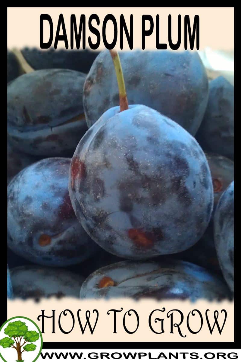 Damson plum - How to grow & care