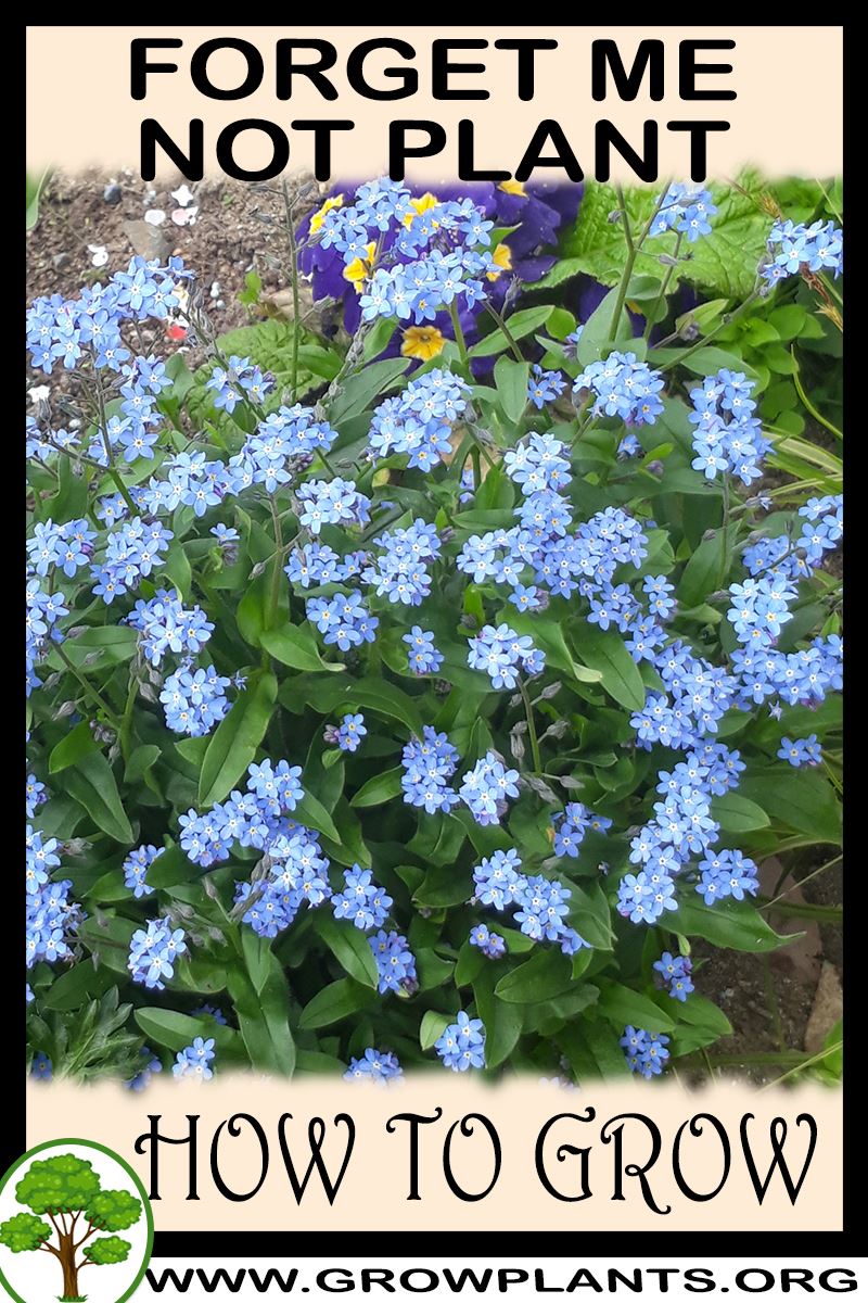 Forget me not plant - How to grow & care