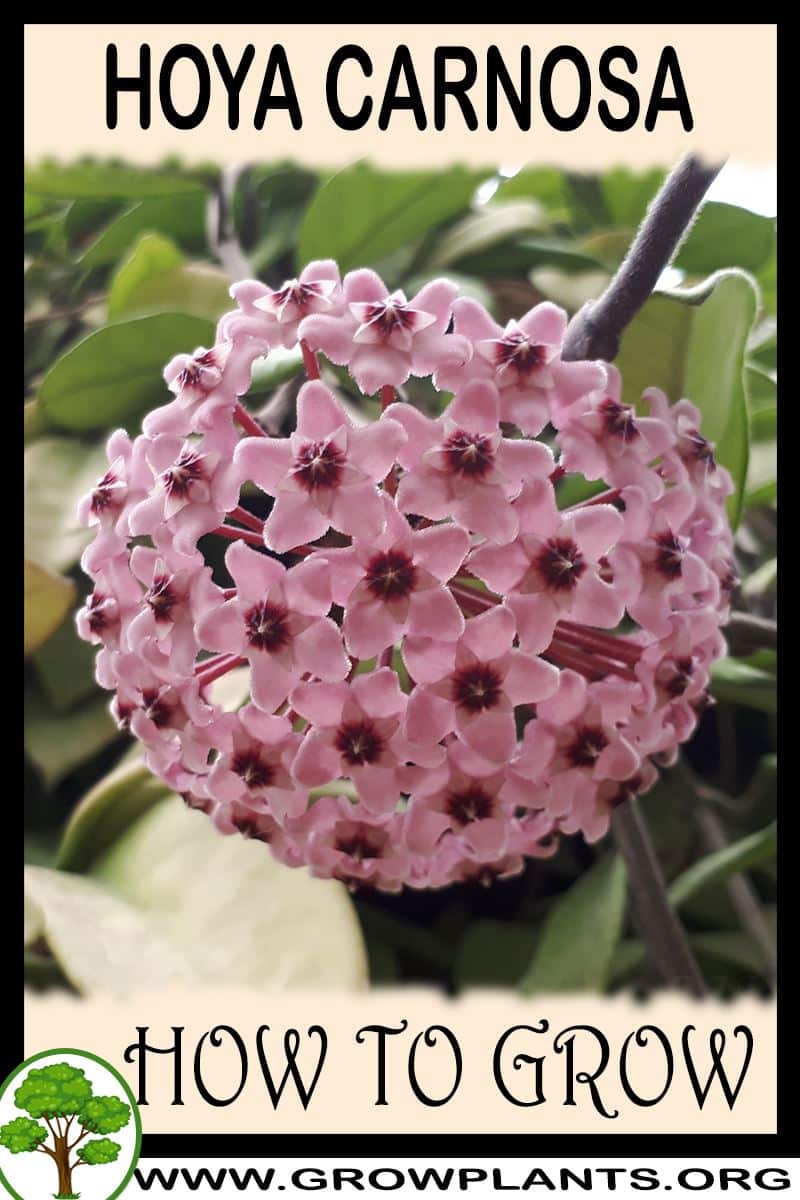 How To Grow Hoya Carnosa