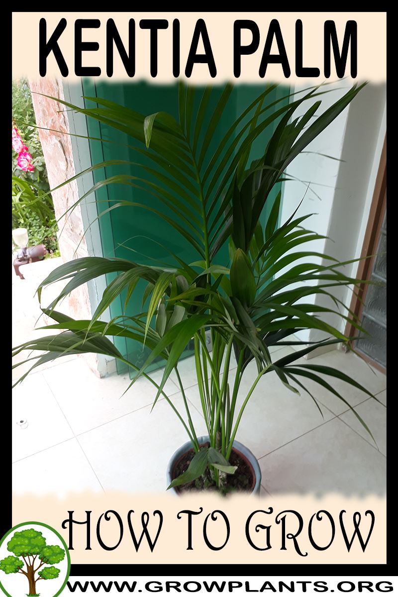 Kentia palm - How to grow & care