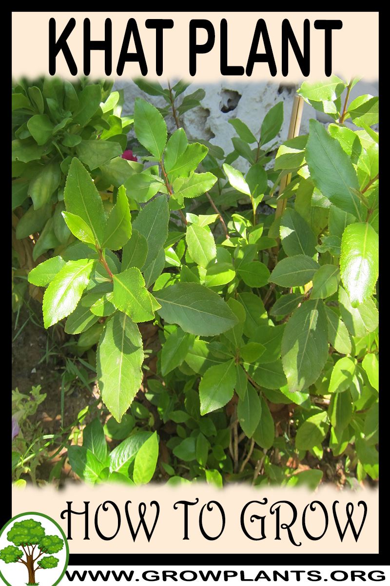 Khat How To Grow And Care