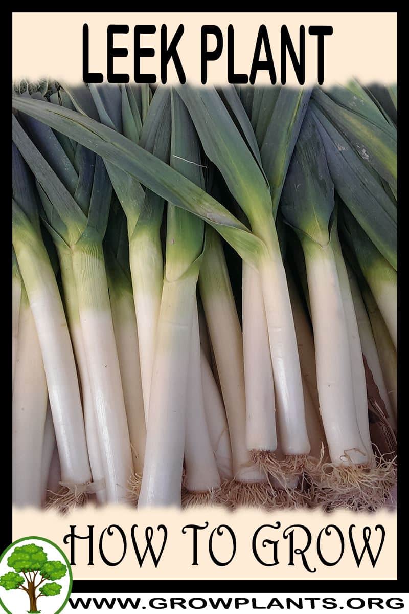 Leek plant - How to grow & care