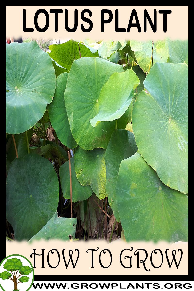 lotus-plant-how-to-grow-care