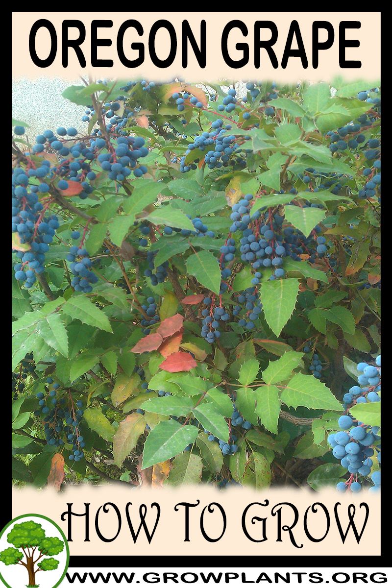 Oregon grape - How to grow & care