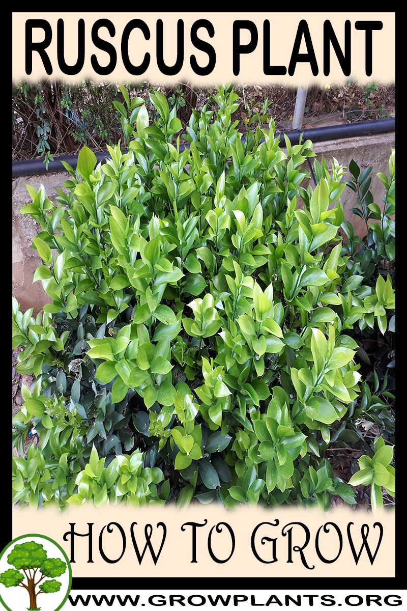 Ruscus plant - How to grow & care