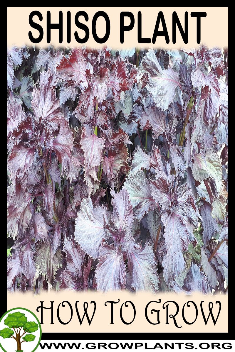 shiso-plant-how-to-grow-care