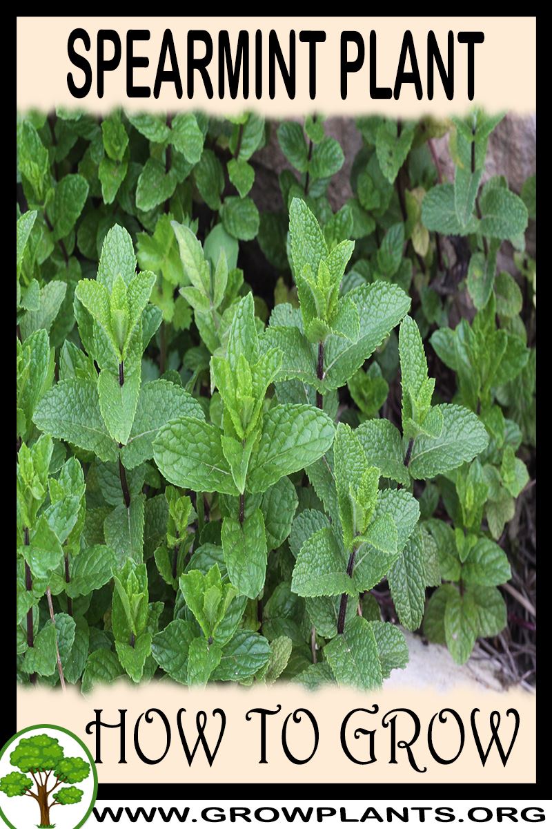 Spearmint - How to grow & care