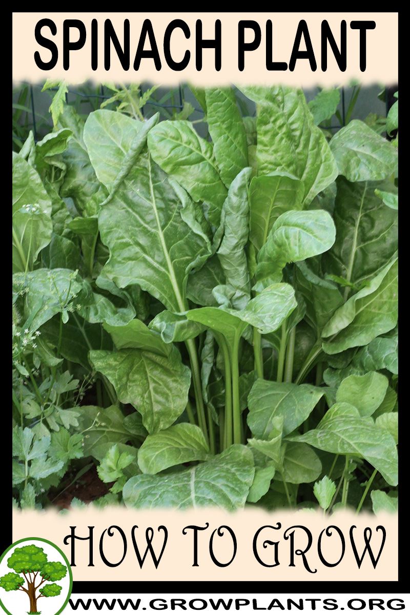 Spinach Plant How To Grow And Care