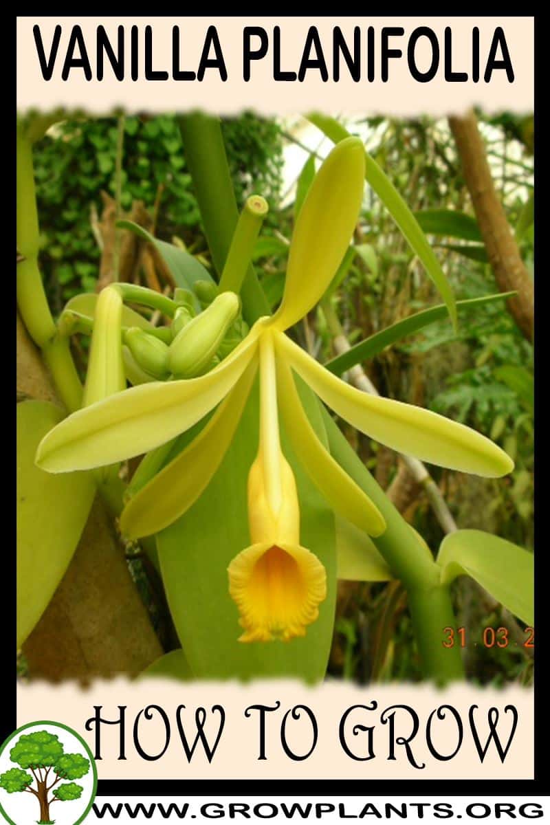 Vanilla planifolia - How to grow & care