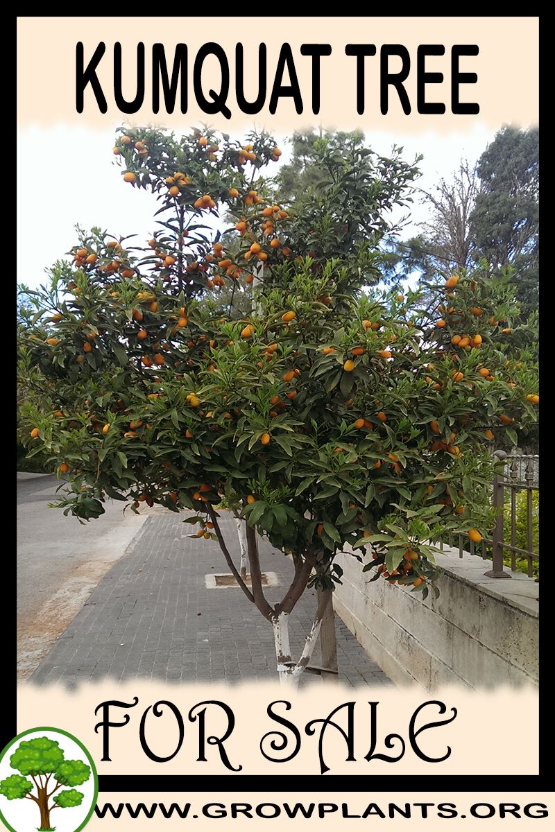 Kumquat tree for sale Grow plants