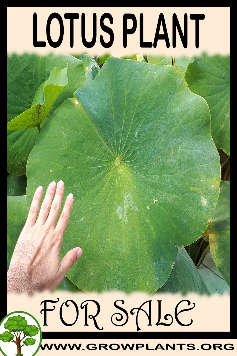 Lotus plant for sale Grow plants