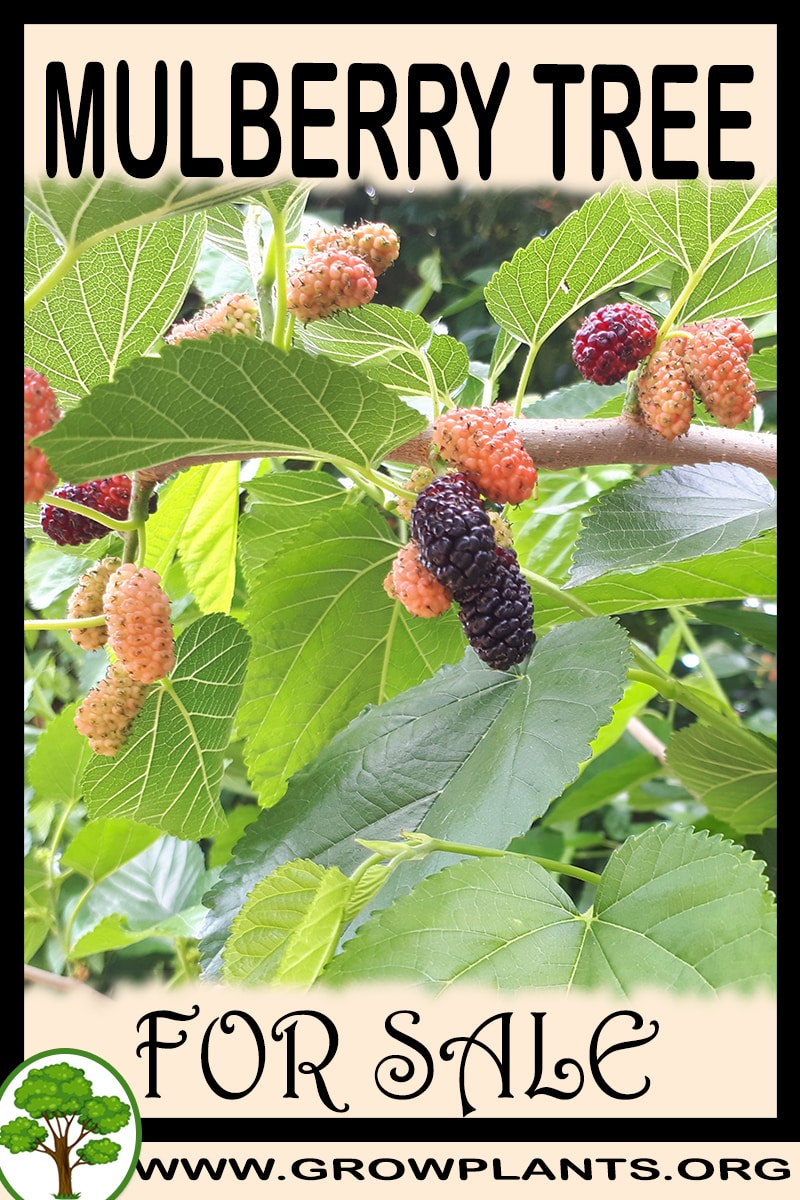 Mulberry tree for sale - Grow plants
