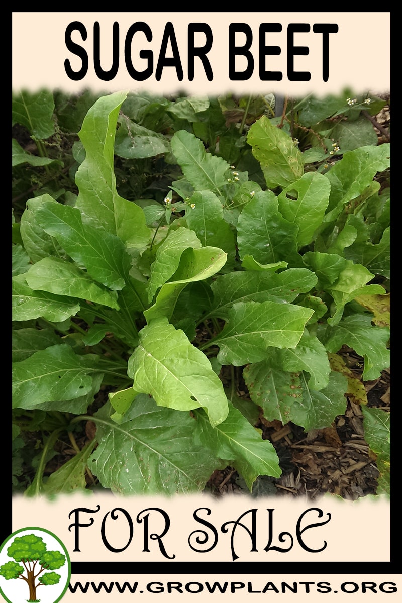 Sugar beet for sale - Grow plants