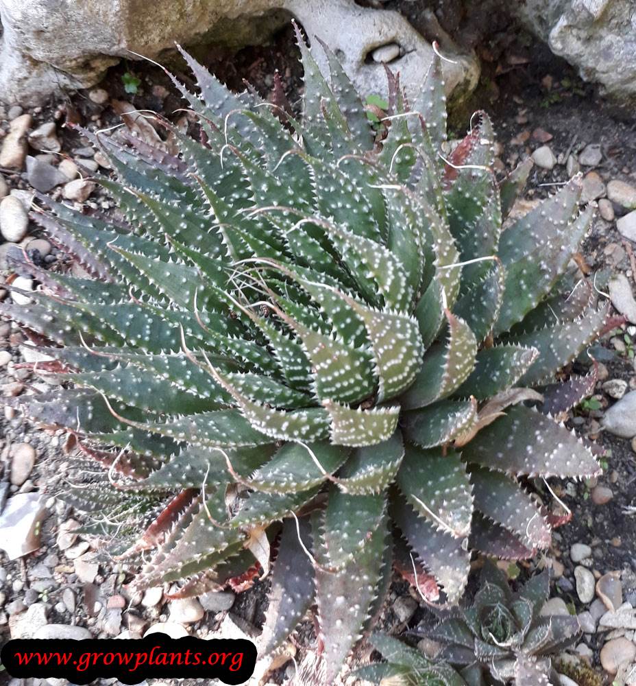 Aloe aristata - How to grow & care