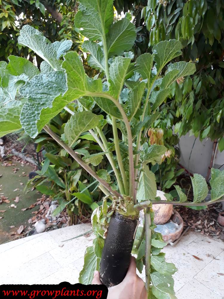 Black radish - How to grow & care