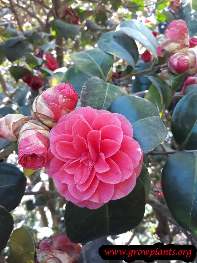 Camellia Japonica How to grow & care