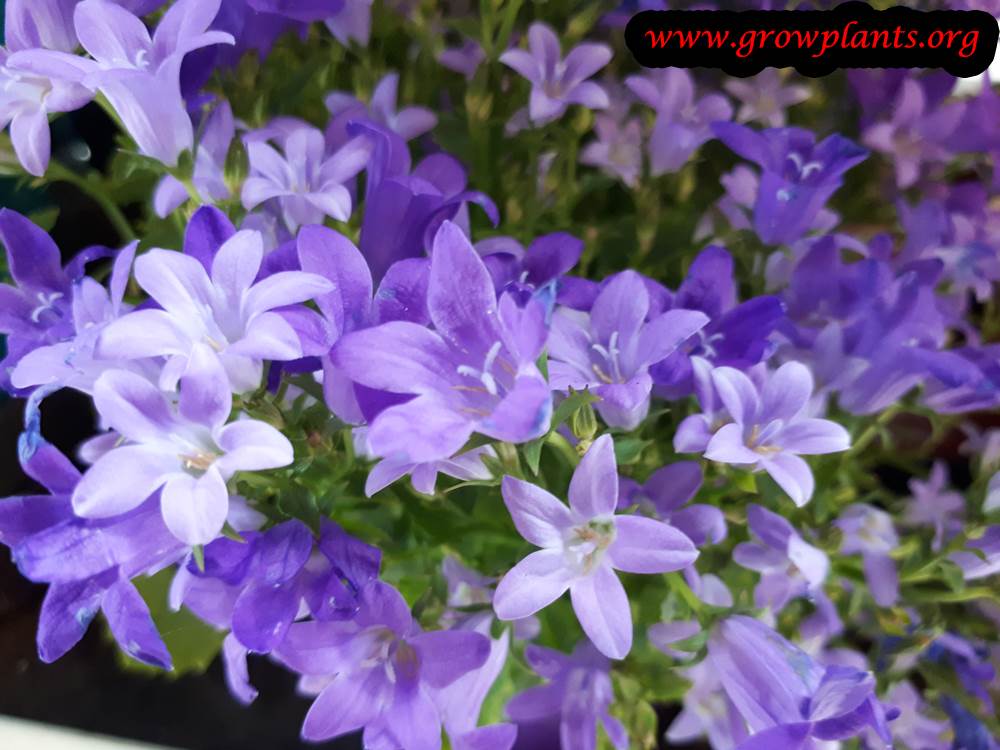 Campanula - How to grow & care - Grow Bellflower plant