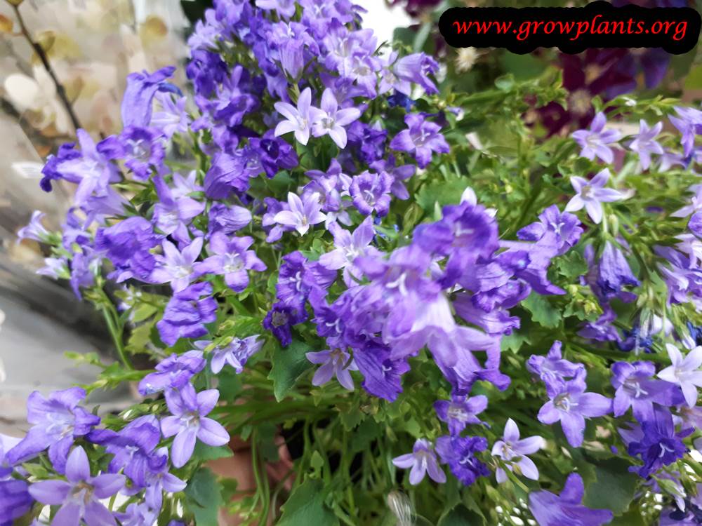 Campanula - How to grow & care - Grow Bellflower plant