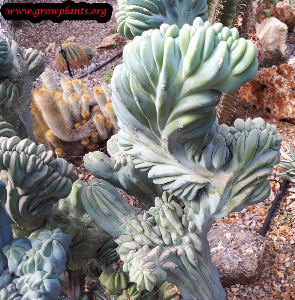 Cereus peruvianus monstrose - How to grow & care