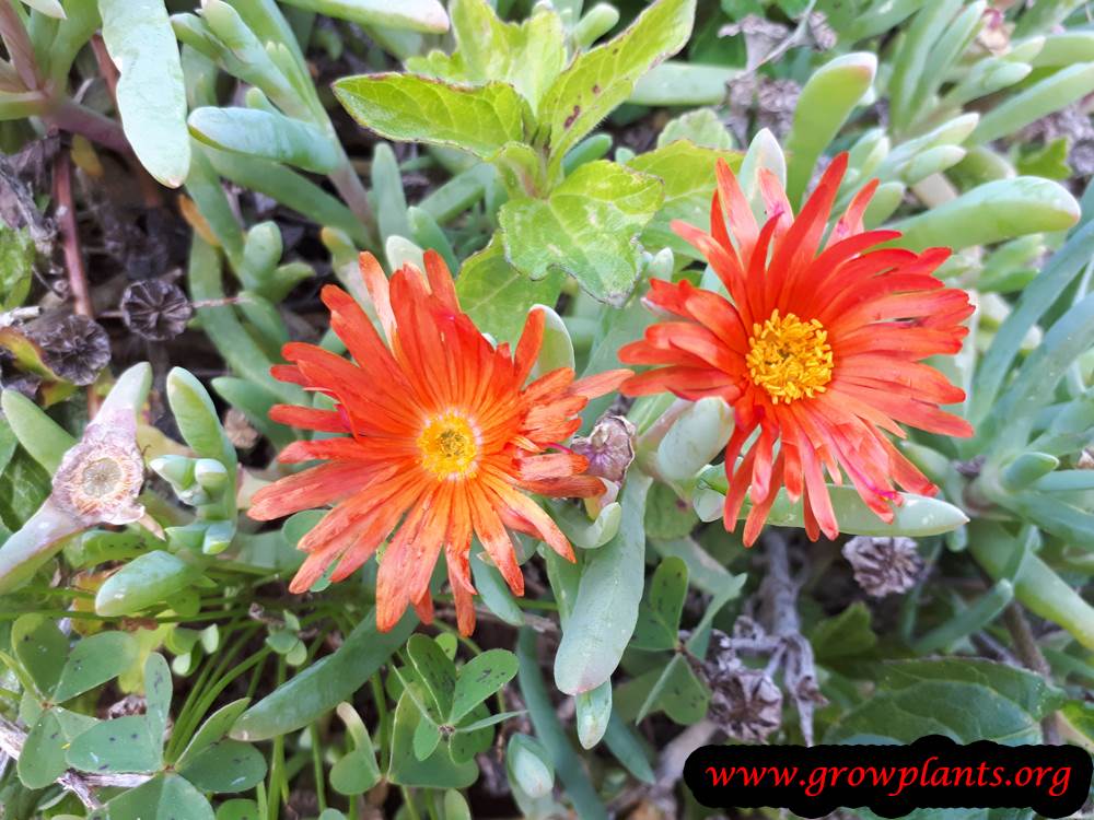 Delosperma cooperi - How to grow & care