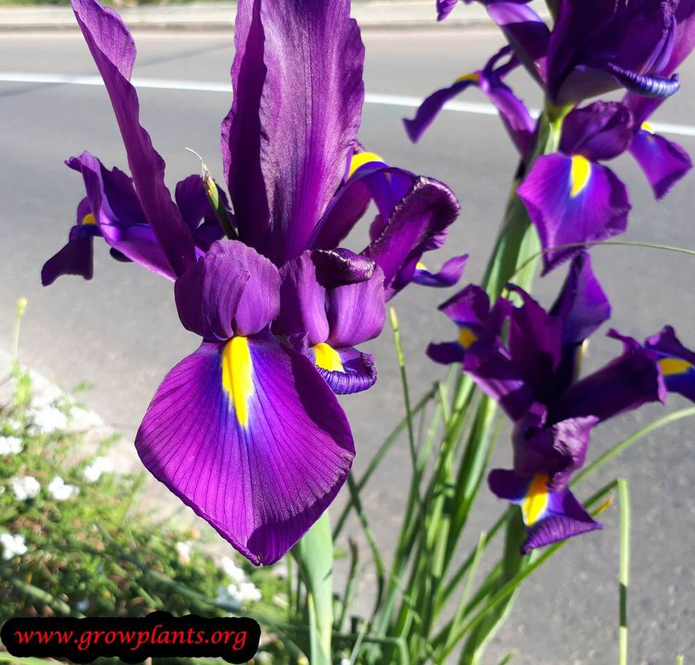 Dutch Iris - How to grow & care