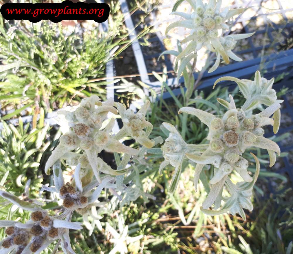 Edelweiss Plant How To Grow And Care