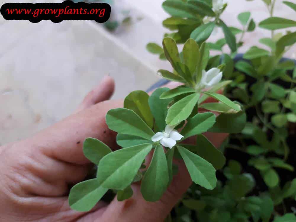 Fenugreek Plant How To Grow And Care