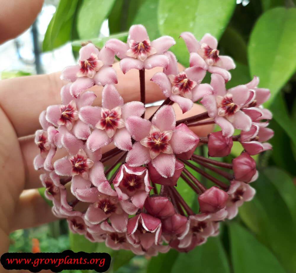 Hoya plant - How to grow & care