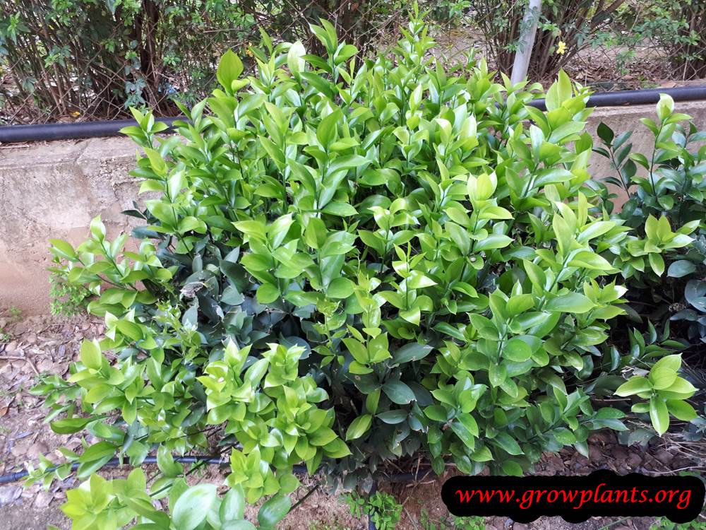 Israeli ruscus - How to grow & care