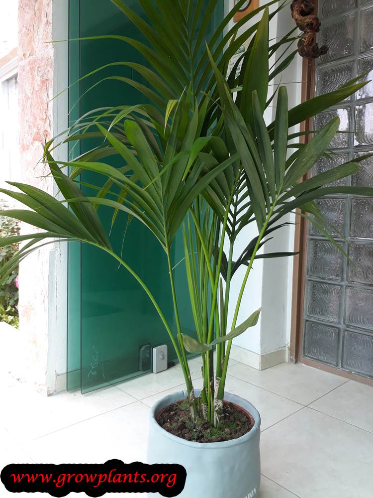 Kentia Palm - How To Grow & Care