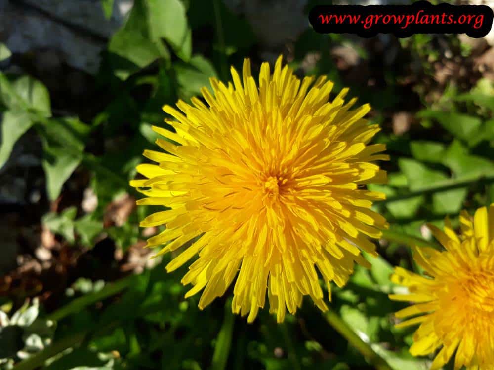 kerria-japonica-how-to-grow-care