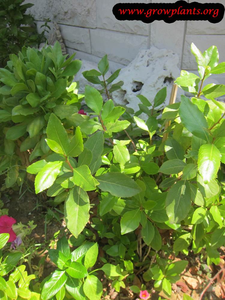 Khat - How To Grow & Care