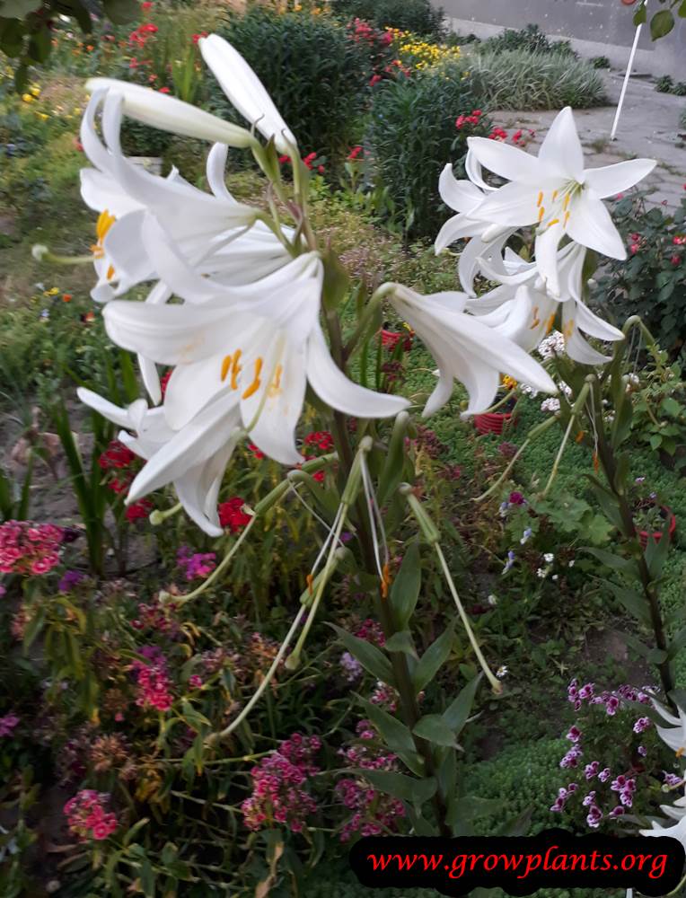 Madonna Lily - How to grow & care