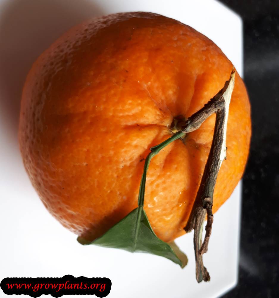 Mandarin Tree How To Grow And Care