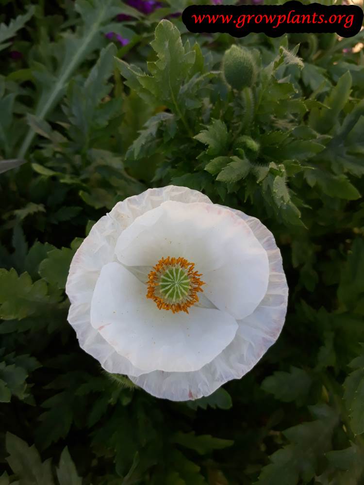 Papaver rhoeas - How to grow & care