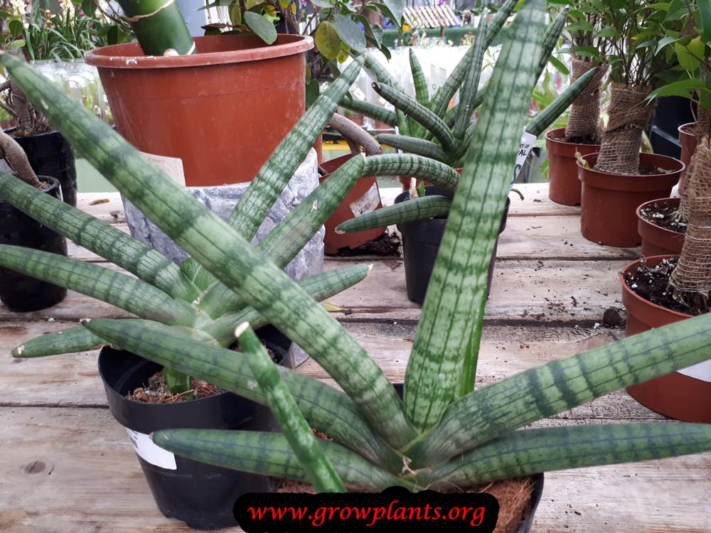 Sansevieria Cylindrica How To Grow And Care 